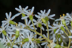 Dendrophorbium cabrerae