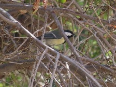 Parus major