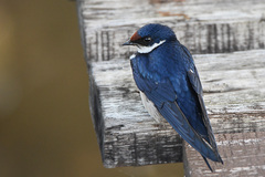 Hirundo albigularis