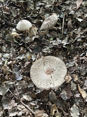 Chlorophyllum olivieri