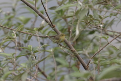 Phylloscopus affinis