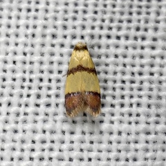 Heteroteucha distephana