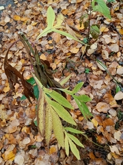 Jacobaea cannabifolia