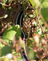 Thamnophis saurita