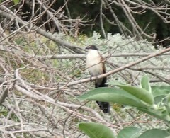 Centropus superciliosus burchellii