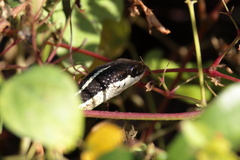 Thamnophis saurita