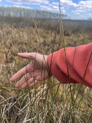 Juncus roemerianus