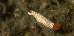 Hypselodoris whitei
