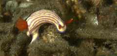 Hypselodoris whitei