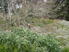 Centropus superciliosus burchellii