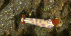 Hypselodoris whitei