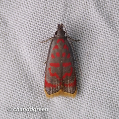 Dichomeris sandycitis