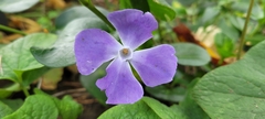 Vinca major