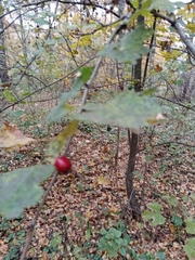 Crataegus sanguinea