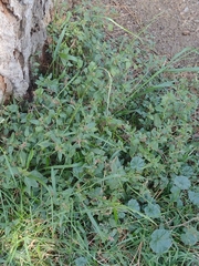 Amaranthus deflexus