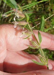 Silene gallica gallica