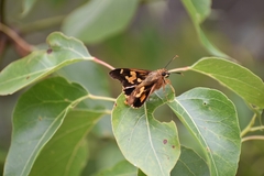 Trapezites symmomus