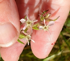 Silene gallica gallica