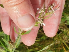 Silene gallica gallica