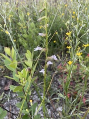 Lobelia brevifolia