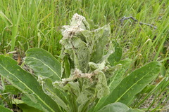 Nothris verbascella