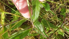 Silene gallica gallica