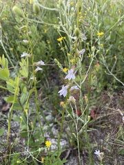 Lobelia brevifolia