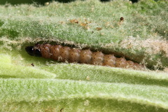 Nothris verbascella