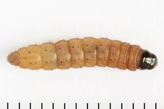 Nothris verbascella