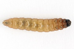 Nothris verbascella