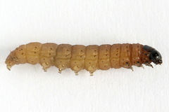 Nothris verbascella