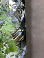 Cepaea nemoralis