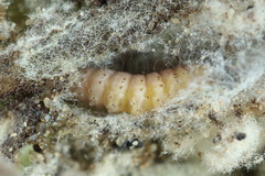 Nothris verbascella