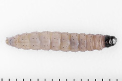 Nothris verbascella