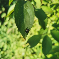 Poecilocoris druraei