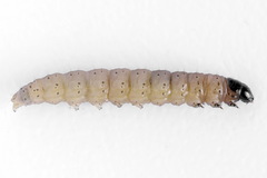 Nothris verbascella
