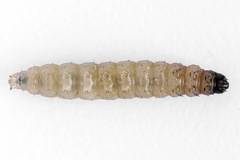 Nothris verbascella