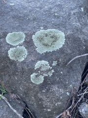 Flavoparmelia baltimorensis