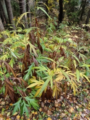 Jacobaea cannabifolia