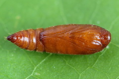 Nothris verbascella