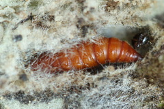 Nothris verbascella