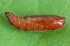 Nothris verbascella