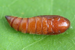 Nothris verbascella