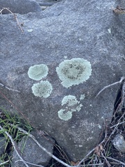 Flavoparmelia baltimorensis