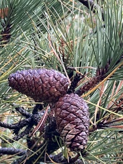 Pinus thunbergii