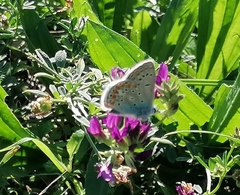 Polyommatus thersites