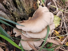 Pleurotus populinus
