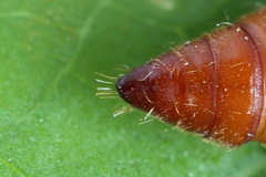 Nothris verbascella