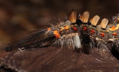 Orgyia thyellina