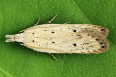 Nothris verbascella